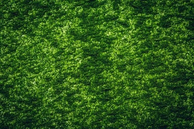 chlorella