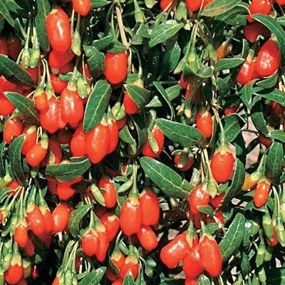 goji